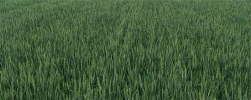 冬小麥和春小麥的區別