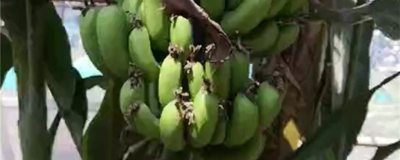 香蕉樹的養殖方法