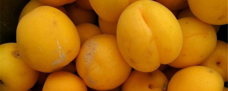 杏梅的養殖方法