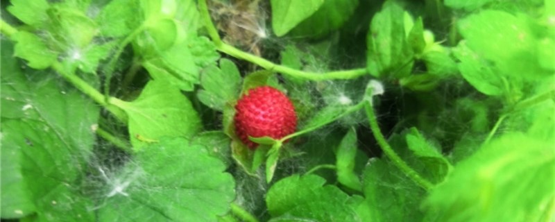 野草莓花的養殖方法