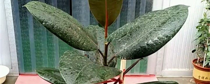 印度橡膠樹的養殖方法