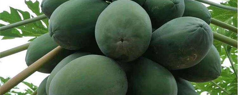 番木瓜的養殖方法