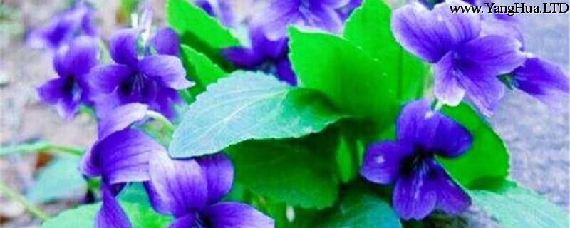 紫花堇菜的養殖方法