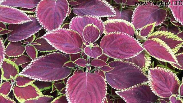 紫蘇的變異品種 養花網