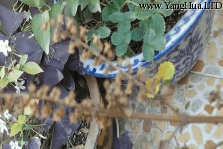 紫蘇開花後怎麼收集種子 養花網