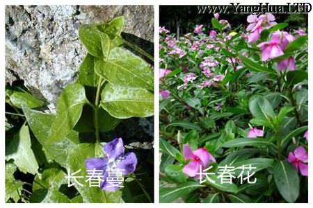 長春蔓和長春花的區別之植株形態