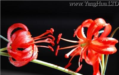 山丹丹花：紅遍天下的名花
