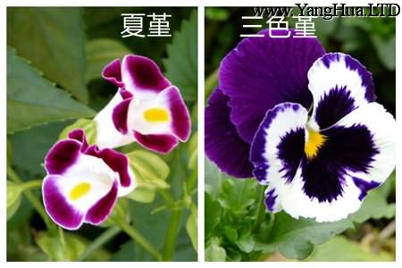 夏堇和三色堇的區別之花朵形狀