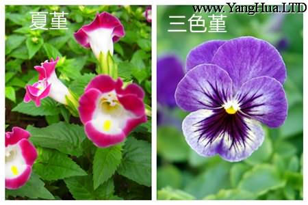 夏堇和三色堇的區別之花朵顏色