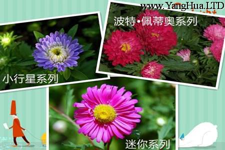 翠菊的品種