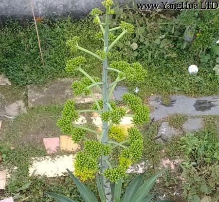 龍舌蘭的花朵形態
