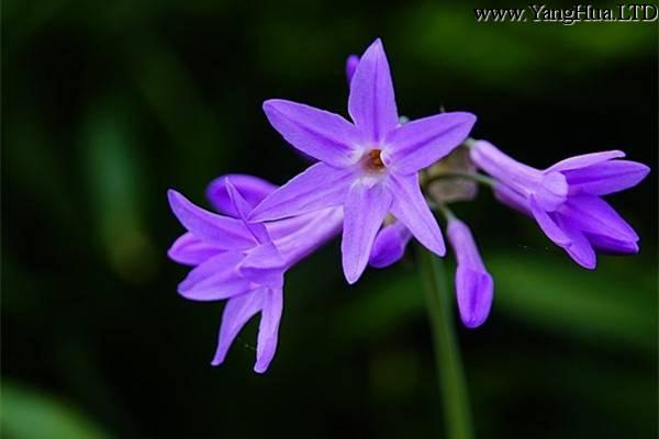 紫嬌花的養殖方法和注意事項