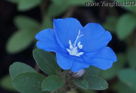 藍星花的花朵