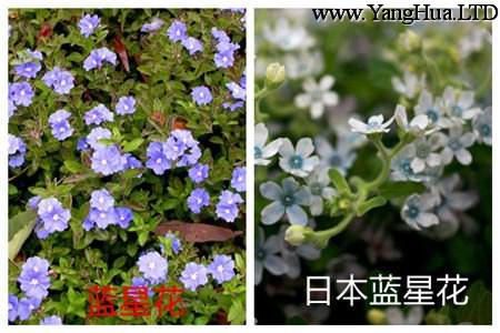 藍星花和日本藍星花的別稱不同
