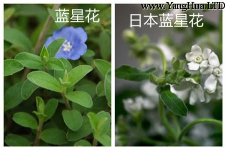 藍星花和日本藍星花葉子不同