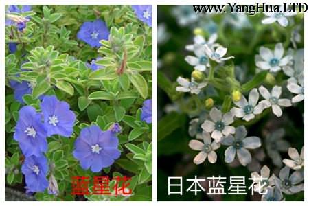 藍星花和日本藍星花的花朵不同
