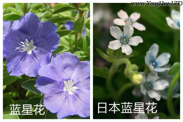 藍星花和日本藍星花的區別