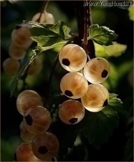 鵝莓Ribes uva-crispa