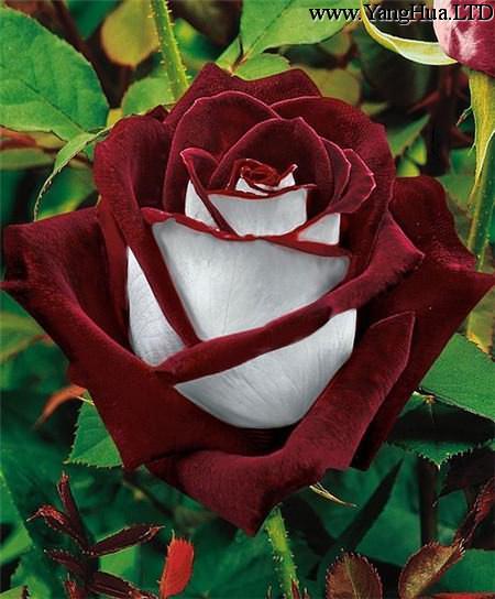 奧西利亞玫瑰Osiria Rose