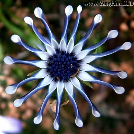 藍眼菊