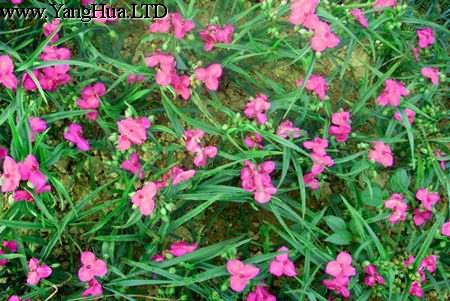 紅花紫露草