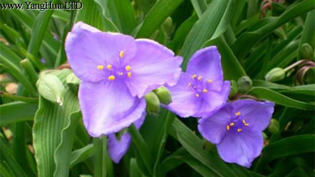 紫露草的常見品種