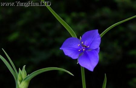 紫露草開花