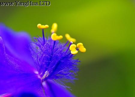 紫露草的開花控制方法
