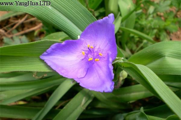 紫露草什麼時候開花
