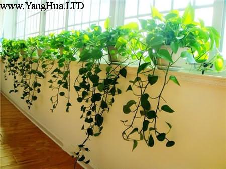 客廳適宜佈置什麼綠色植物