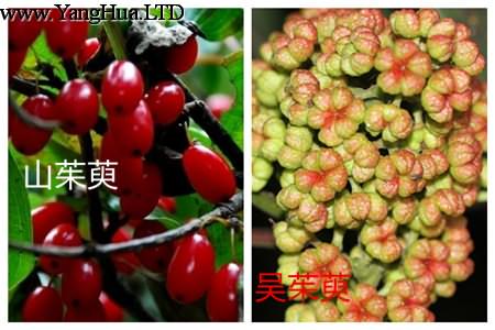 山茱萸和吳茱萸的區別之種屬不同