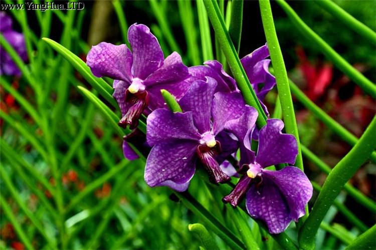 紫色蘭花圖片