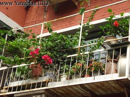 陽台裝飾植物選擇