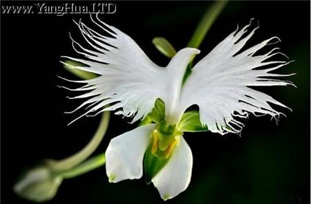 白鷺蘭花