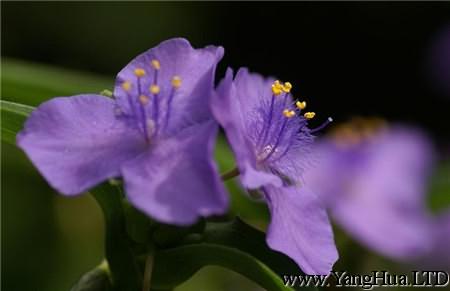 紫色紫露草