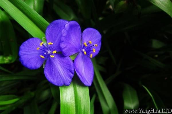紫露草圖片