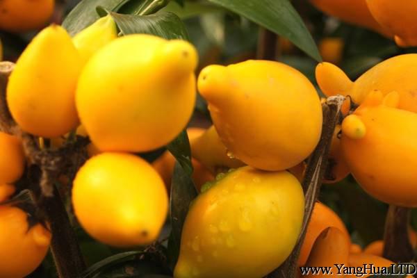 黃金果（乳茄）的養殖方法和注意事項