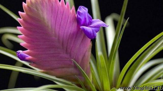紫鳳梨的養殖方法和注意事項