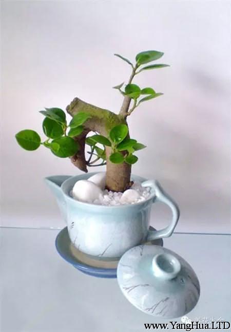 茶壺養花