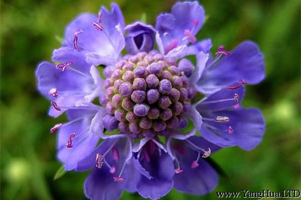 藍盆花的養殖方法和注意事項