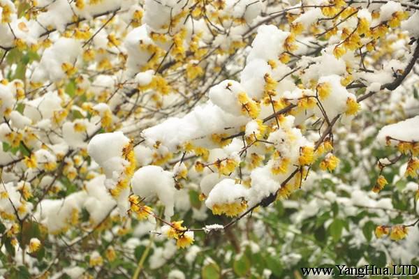 降霜下雪也能開花，這些植物太強悍