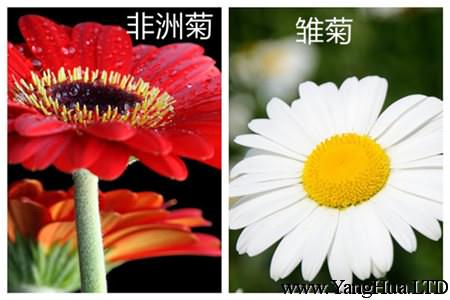 非洲菊和雛菊的區別