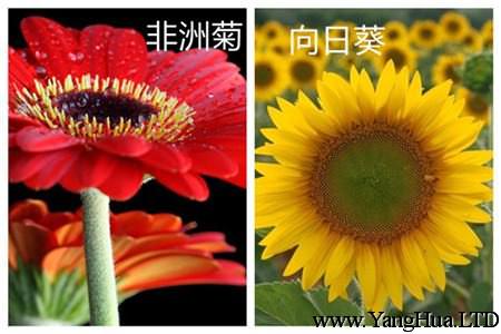 非洲菊和向日葵的區別