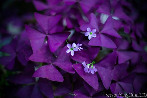 紫葉幸運草（酢 漿草）