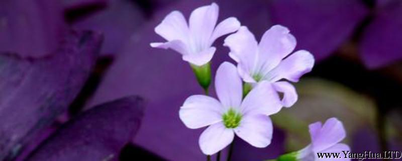 家庭盆栽紫葉幸運草（酢 漿草）的養護方法