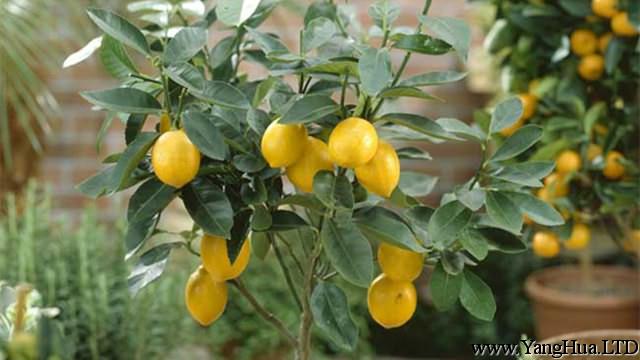 檸檬的種植方法