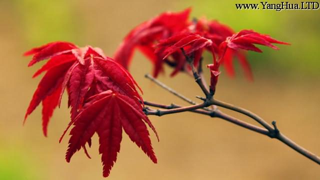 日本紅楓盆景怎麼養