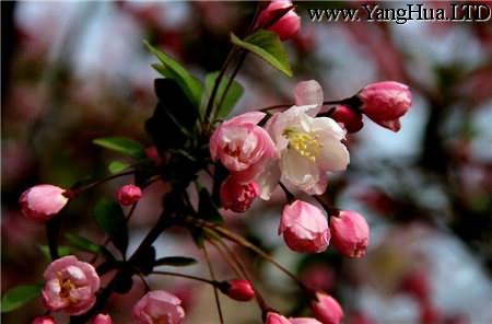 垂枝海棠的花期