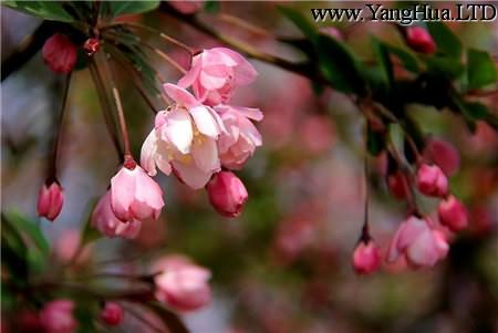 垂枝海棠的花期養護