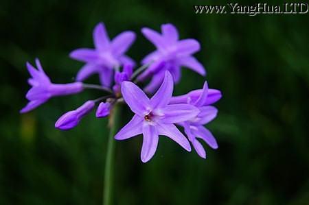 紫嬌花開花影響因素